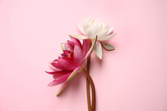Beautiful blooming lotus flowers on pink background, flat lay