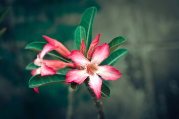 A blooming pink orchid. Selective focus