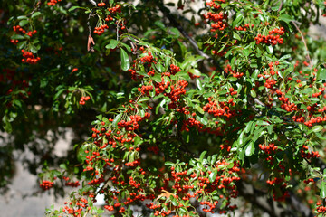 Narrow-leaf Firethorn