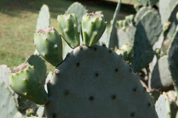 Cactus in the sunshine
