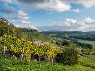 Fototapeta na wymiar Weinbaugebiet Oberderdingen im Herbst