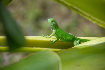 Iguana verde sobre planta de platanos