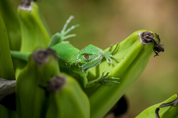 Iguana verde sobre planta de platanos
