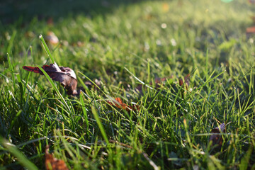 Grass field in sunny morning