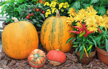 Large orange pumpkins with red peppers and yellow flowers.