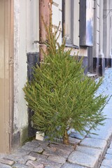 Used and abandoned fir tree in the street. End of Christmas. Evergreen traditional Christmas tree after holiday. 
