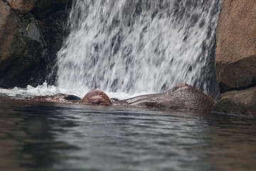 Waterfall outdoors with rocks