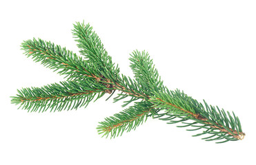 Green fir branch isolated on a white background. Closeup of fir tree branch for Christmas.