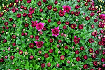 Fototapeta premium Purple chrysanthemum flowers and green leaves 