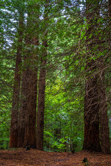 Obraz premium Natural Monument of the Secuoyas of Monte Cabezón. Cantabria. Spain