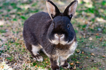 Black rabbit in a garden