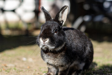 Black rabbit in a garden