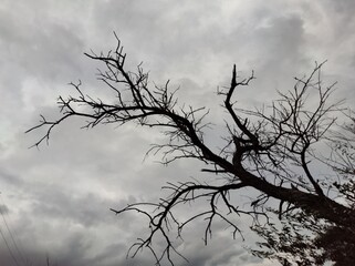 tree in the sky