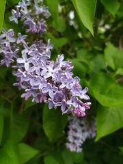Obraz na płótnie Canvas lilac flowers in the garden