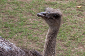 Ostrich Head outdoors