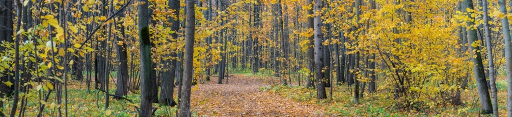 Obraz premium Panoramic forest autumn landscape with colorful leaves and trees