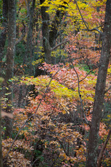 Colorful Fall trees outdoors