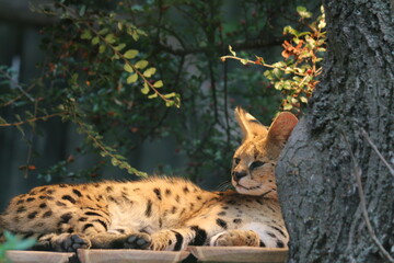 Katze