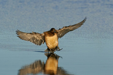 Eurasian wigeon (Mareca penelope)