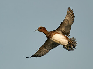 Eurasian wigeon (Mareca penelope)