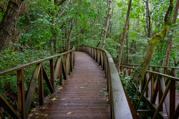 Wooden walkway to access the Natural Monument of the Secuoyas of Monte Cabezón. Cantabria. Spain