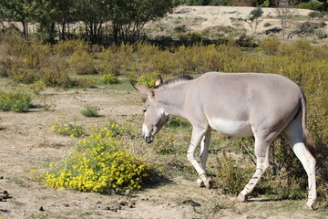 âne de somalie au zoo