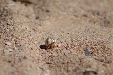 crab and sand