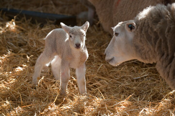 New born Lleyn lamb at lambing time with ewe. UK