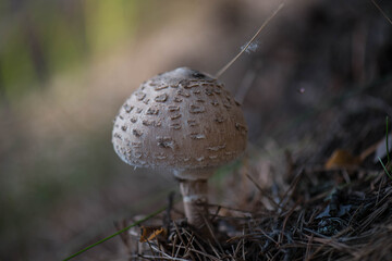 mushroom in the grass