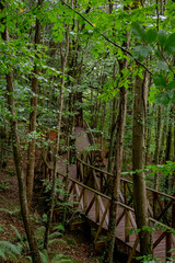 Obraz premium Wooden walkway to access the Natural Monument of the Secuoyas of Monte Cabezón. Cantabria. Spain