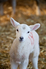 Cute new born Lleyn lamb looking at the camera at lambing time