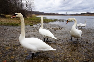 white swans on a spring day