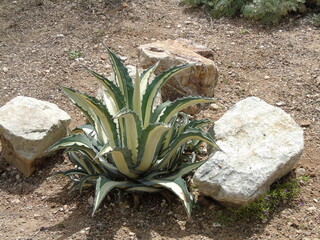 green-white striped agave
