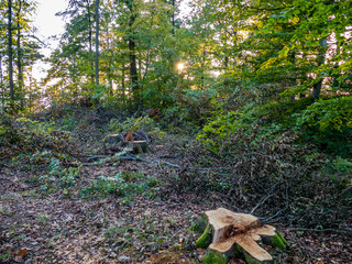 Frisch gefällte Bäume im Wald