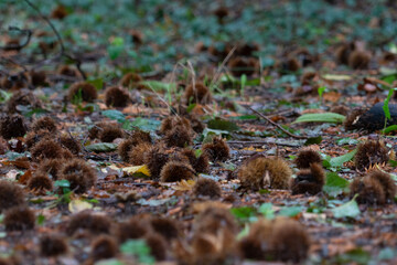 Soil of leaves and chestnuts in the Natural Monument of the Secuoyas of Monte Cabezón. Cantabria. Spain