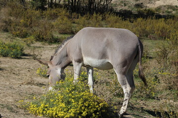 Obraz na płótnie Canvas âne de somalie au zoo