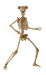 Stance skeleton on white background