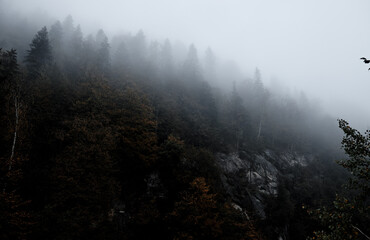 Gray mountain landscape in the forest. - Powered by Adobe