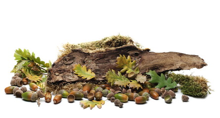 Green moss on tree oak bark and leaves with acorn isolated on white background, side view