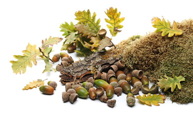 Green moss on tree oak bark and leaves with acorn isolated on white background, side view