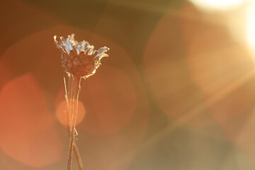 dry blade of grass in the rays of the setting sun, glare and flare from the lens