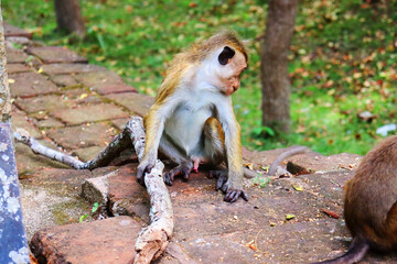 baby simian