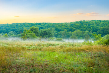 Fototapeta na wymiar Fog in the forest