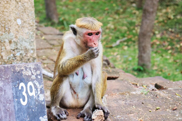 old monkey
