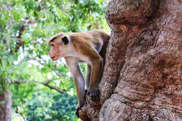 monkey on the tree