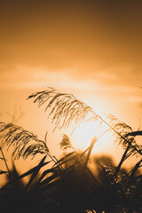 Sonnenaufgang mit Schilf II