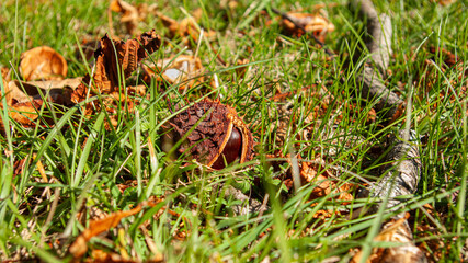 chestnut in the grass