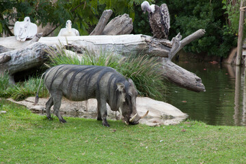 Warthog in a field of grass