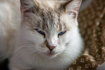 Naklejka premium portrait of a white domestic cat, close-up