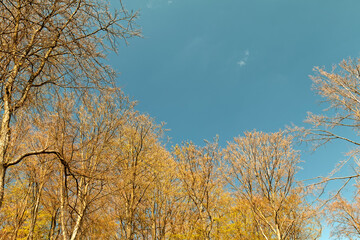 The beginning of spring - deciduous buds on trees.